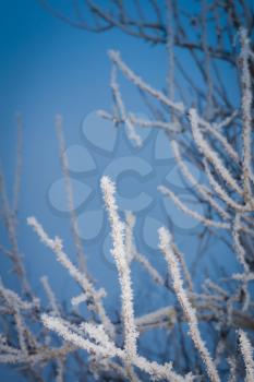 Cold winter day and trees in hoarfrost natural background.