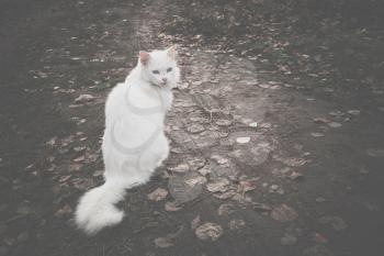 Cute fluffy white cat on a walk outside, filtered.