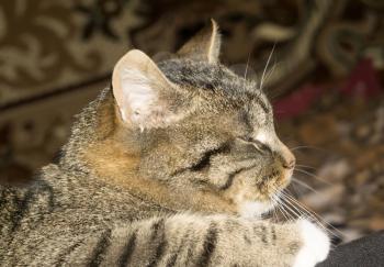 Portrait of cute tabby cat posing, close up view.