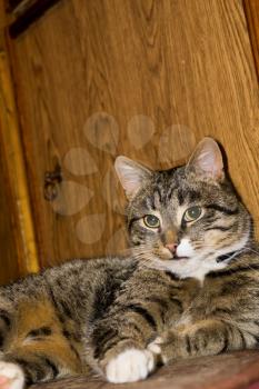 Portrait of a cute tabby cat posing in a living room.