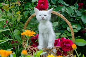 Little white kitten in a wicker basket and red roses in the garden.