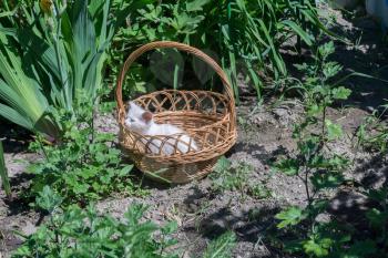 Adorable white kitten sitting in the woven basket.