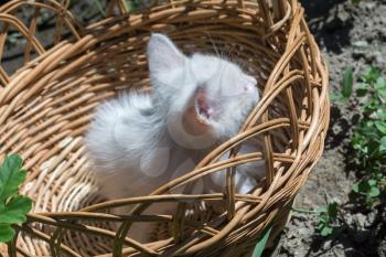 Adorable white kitten sitting in the woven basket.