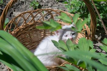 Adorable white kitten sitting in the woven basket.