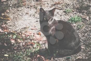 Cute black cat sitting on the ground and stares away.