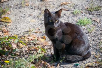 Cute black cat sitting on the ground and stares away.