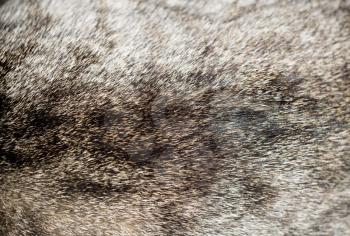 Close up image of cat fur, grey color with black stripes.