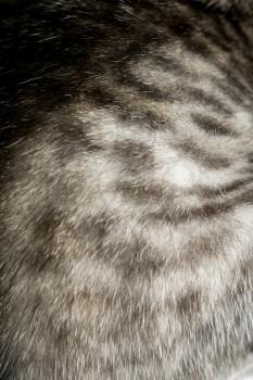 Close up of little kitten of grey color with black stripes and spots.