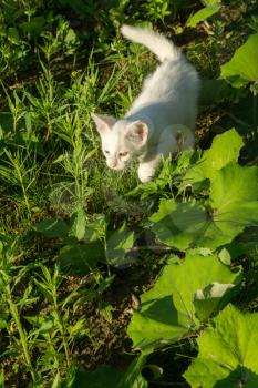 Adorable little white kitten playing outdoor at summer day.