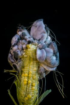 Strange fungus that infects corn kernels close up.