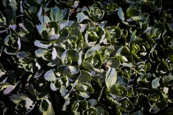 Close up of crassula succulent plant in the garden background.