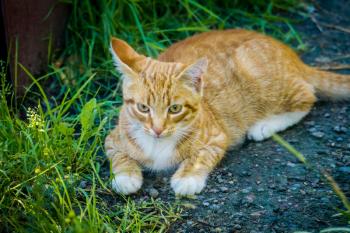 Cute ginger cat in the summer garden.