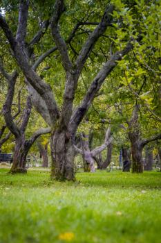 Old crooked apple trees, orchard in the autumn city park.