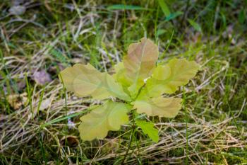 Leaves of small oak tree growing in the forest background.