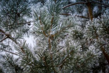 Fresh white snow on pine tree branches, natural winter background.
