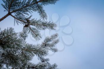 Fresh white snow on pine tree branches, natural winter background.