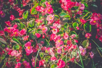 Bright colorful flower garden with various flowers, vintage close up.