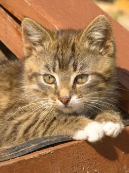 Pretty striped kitten relaxing on wooden stairs.