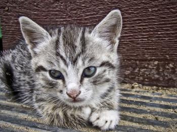 Cute gray striped kitten sitting on wooden stairs.