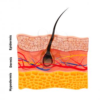 Detailed human skin structure with hair, medical illustration isolated on white