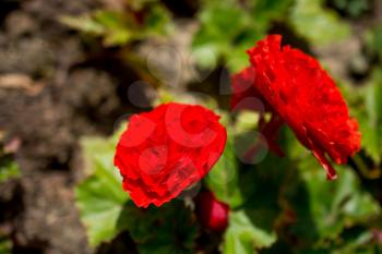 Beautiful Begonia flowers in nature background