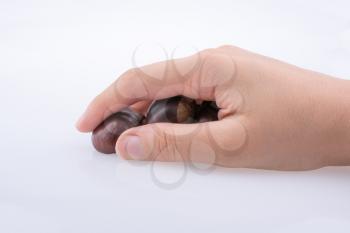 Child hand holding fresh chestnuts in hand