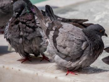 City pigeons by the side of water at a fountain