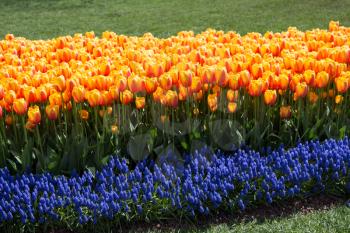 Orange color Tulips Bloom in Spring in garden