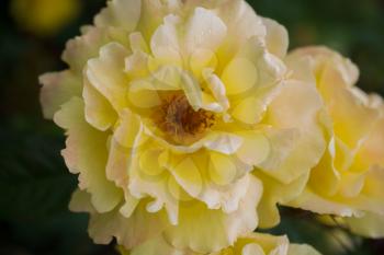 Colorful fresh rose partly in the close up view