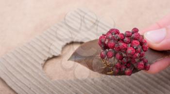 Wild fruit and heart shaped cut out of a brown cardboard