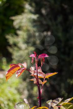A unique photo of bright tender offshoot  of a tree growing