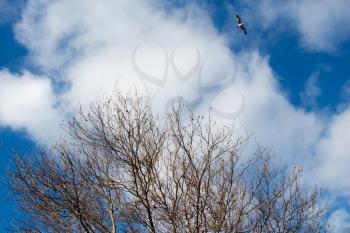 Texture background of autumn season with some of its elements
