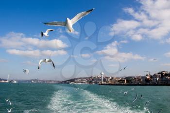 Seagulls are flying in sky over the sea waters