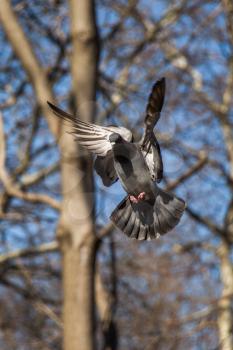 Single pigeon in the air with wings wide open