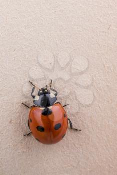 Beautiful photo of red ladybug walking on a book page
