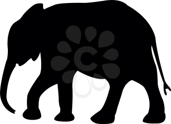 Tusk Clipart