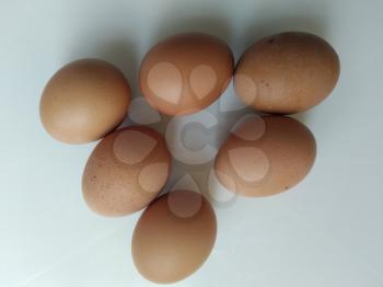 Poultry Stock Photo