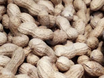 Peanut Stock Photo