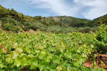 Vineyard plantation near Keri village on the island of Zakynthos, Greece.