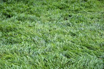 Grass undulating in the breeze. Abstract background.