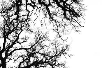 Oak tree branches silhouette. Black and white.