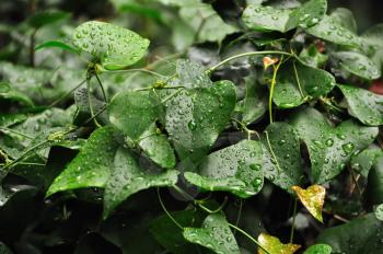 Green ivy plant leaves with raindrops. Abstract background.