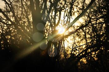 Sun beam shining through tree branches silhouette. Lens flare reflection.