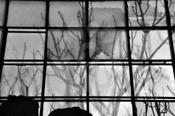 Tree branches shadow on broken stained factory window glass. Black and white.