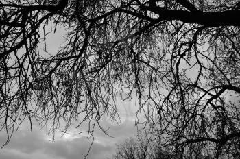Tree branches silhouette under moody winter sky. Black and white.