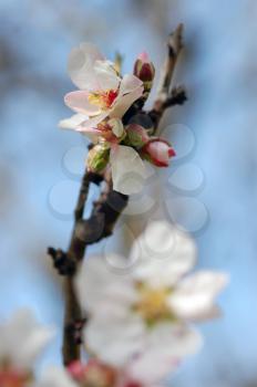 Almond tree branch detail buds and blooming flowers in the spring. Selective focus.