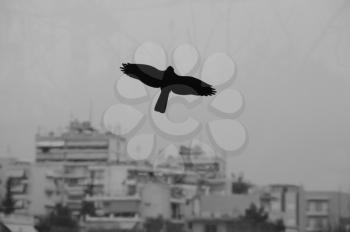 Black bird flying over moody city sky. Silhouette on stained glass of highway barrier.