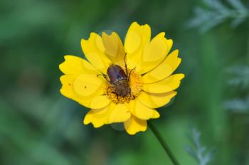Beetle and tiny red velvet mites on yellow blooming flower. Spring season.