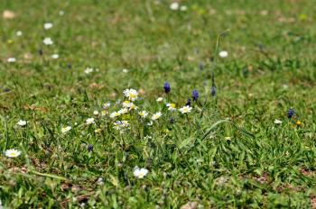 Wild flowers and blooming daisies among green grass. Spring background.