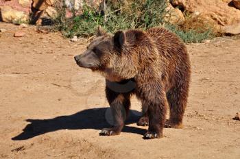 Brown bear. Wild mammal animal in natural environment.